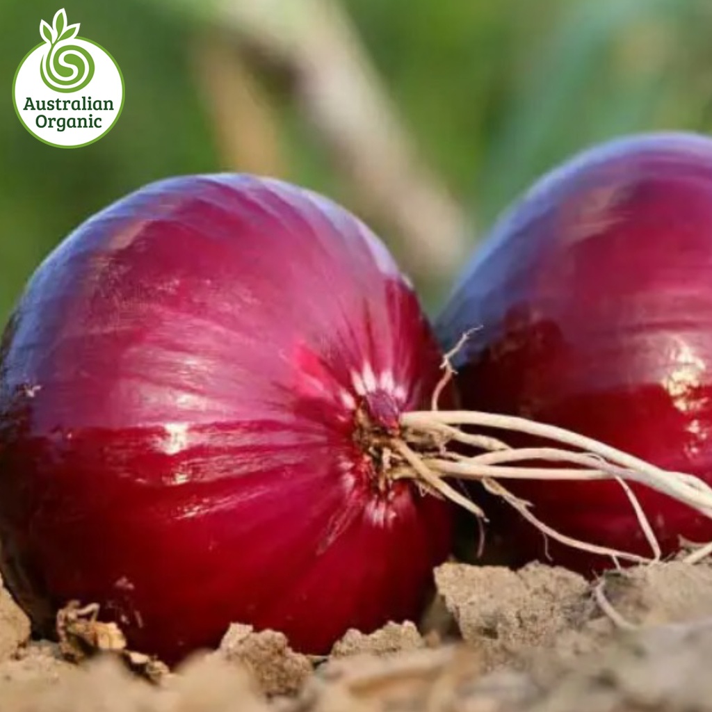 Certified Organic Onions - Red Salad Onions (3 in a Bunch, Ready to Eat, Skinless)