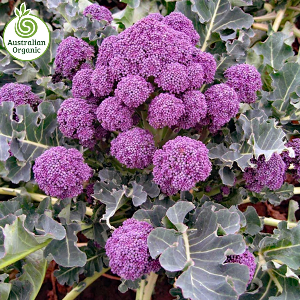Certified Organic Broccolini - Bunch Purple