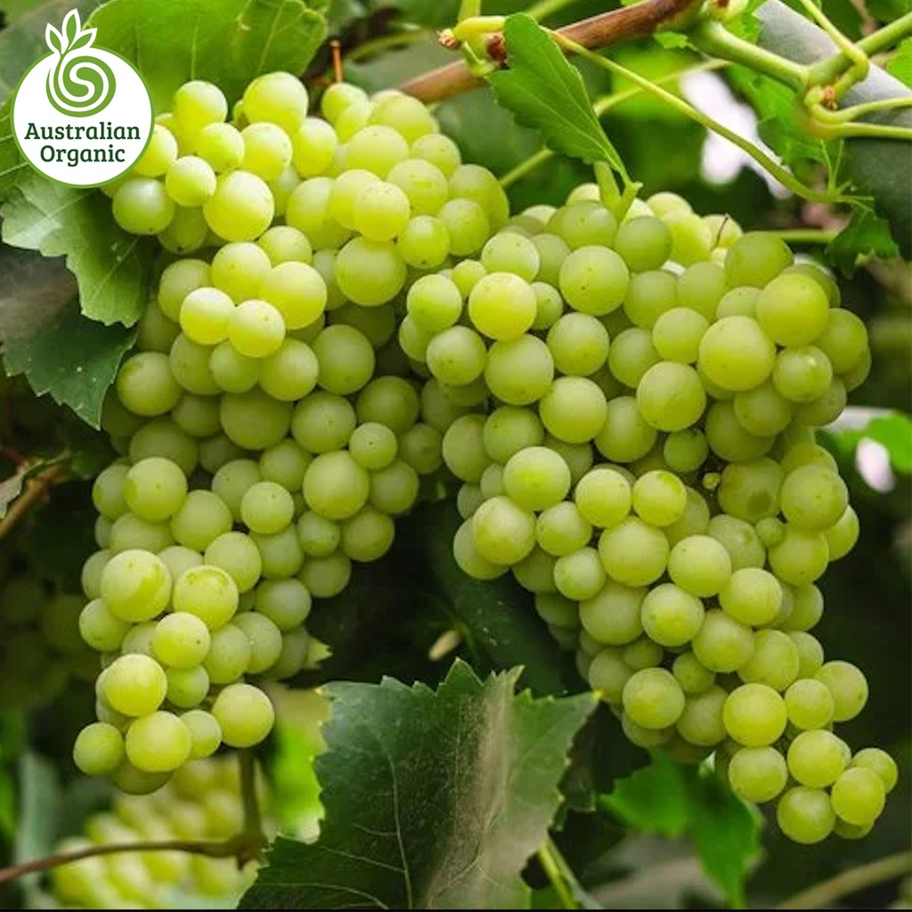 Certified Organic Grapes - Menindee Seedless