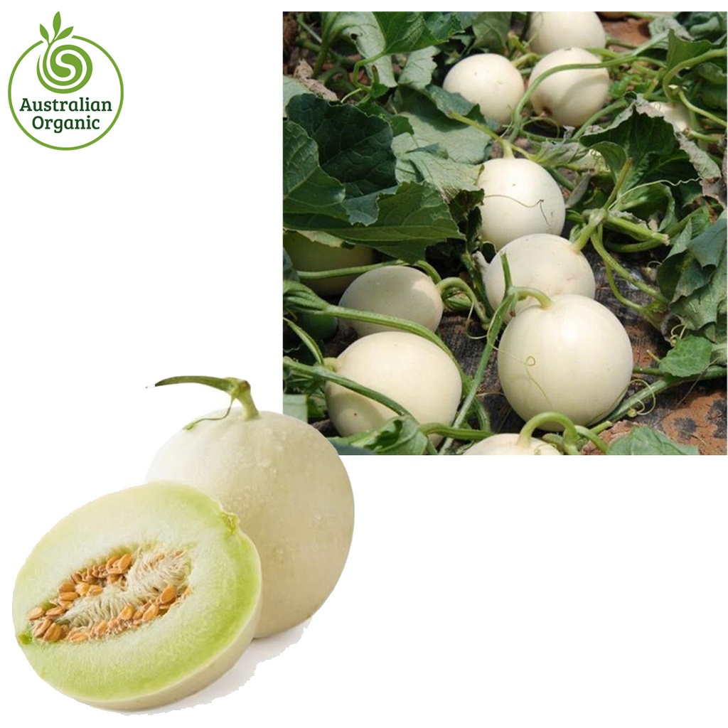 認證有機甜瓜-Honeydew