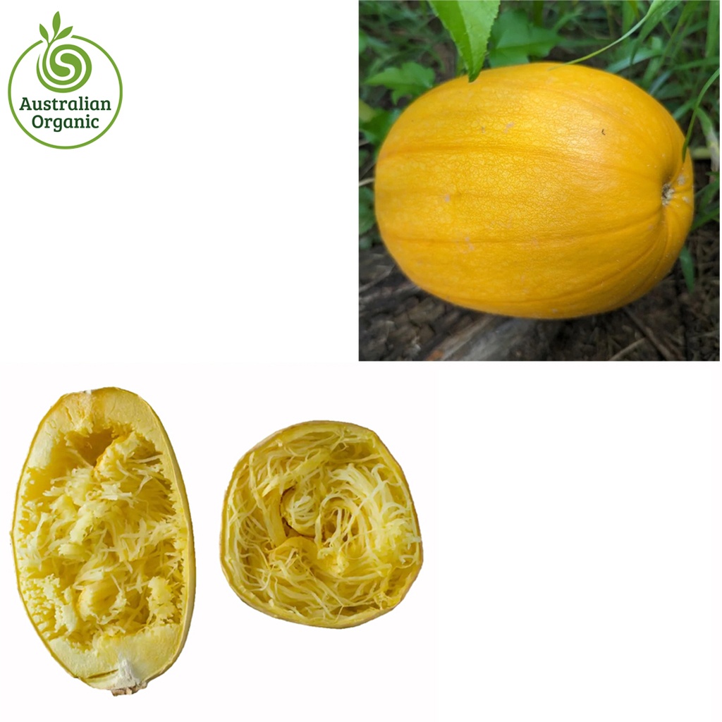 Certified Organic Squash - Spaghetti