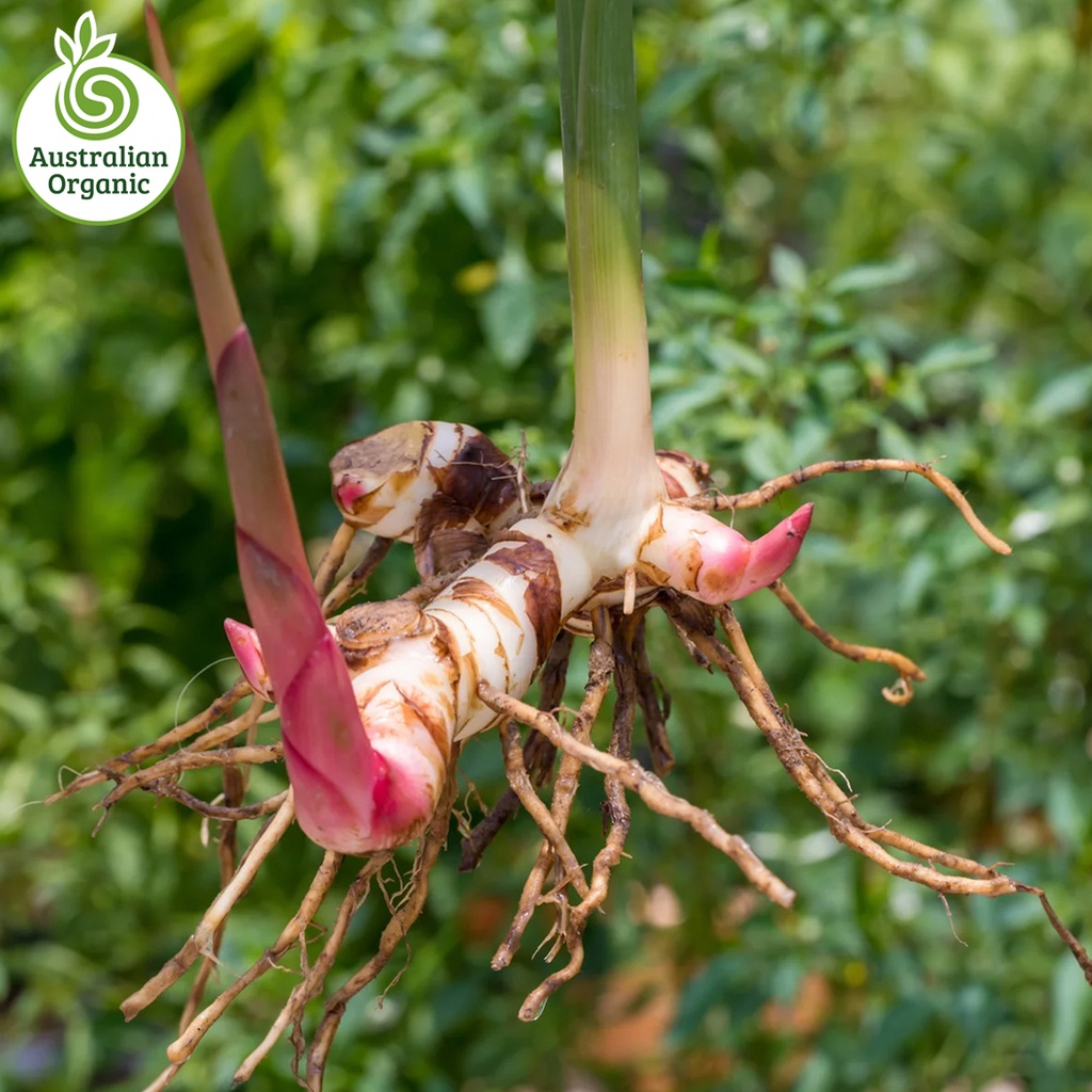 認證有機生薑-Galangal（泰國生薑）