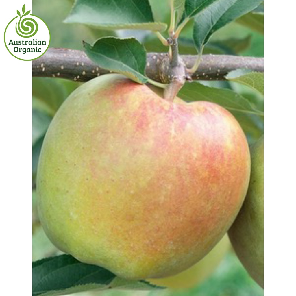 Certified Organic Apples – Mutsu (Granny Smith & Fuji Taste) New Season