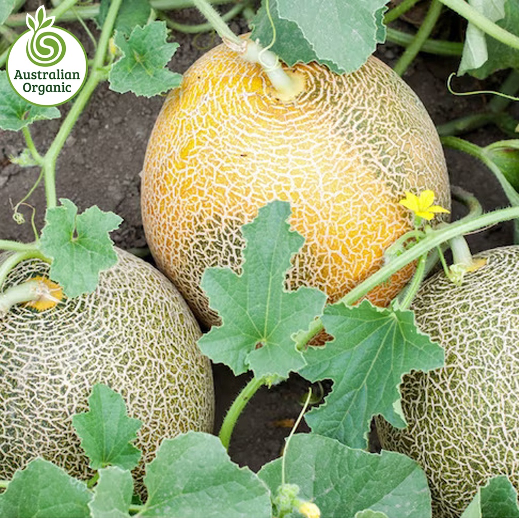 Certified Organic Melon - Rock melon (Cantaloupe) (Kg)