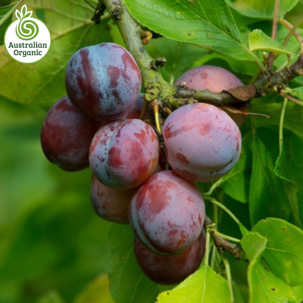 Certified Organic Plums – Sugar