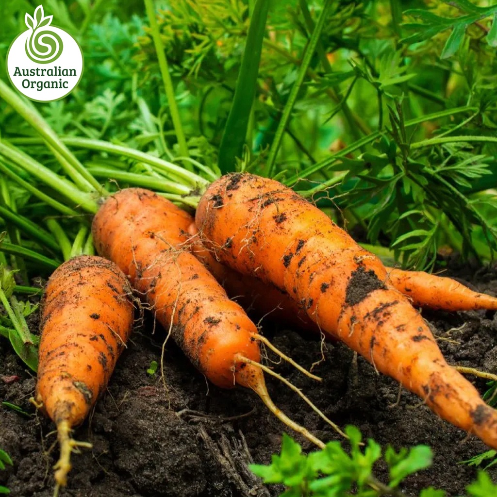 Certified Organic Carrots - Dutch Bunch