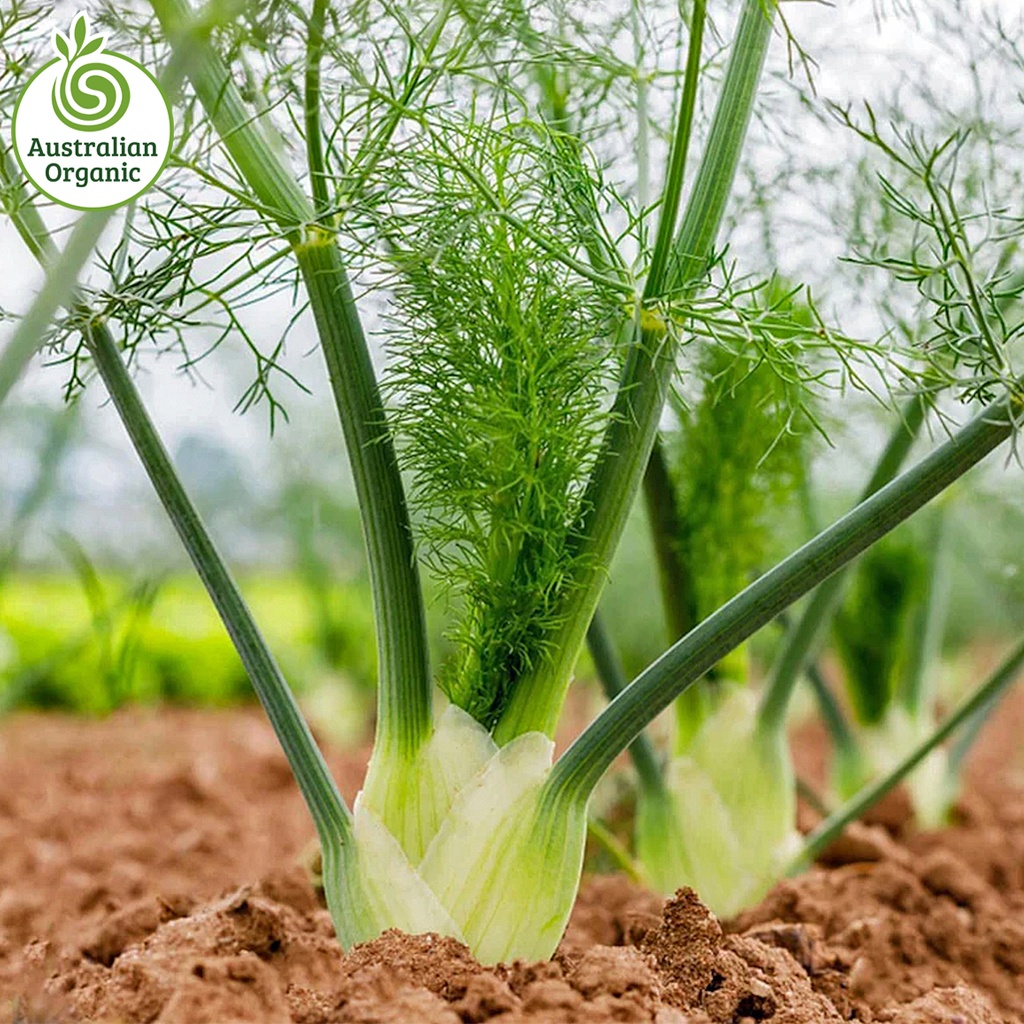 Certified Organic Fennel Bulbs
