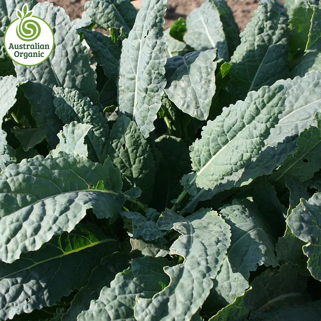 Certified Organic Kale - Tuscan (Black Cabbage)