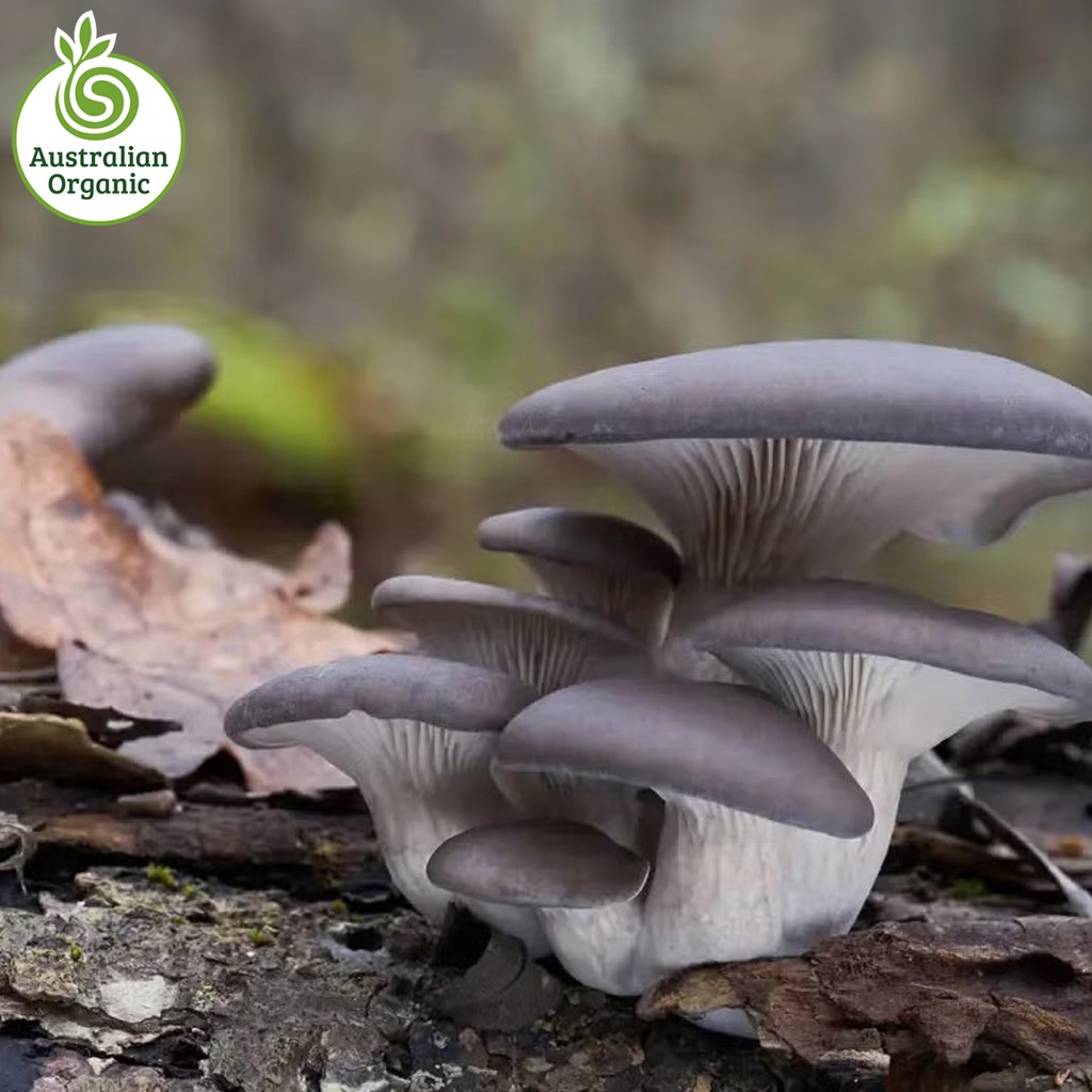Certified Organic Mushrooms - Oyster (Punnet 150g)