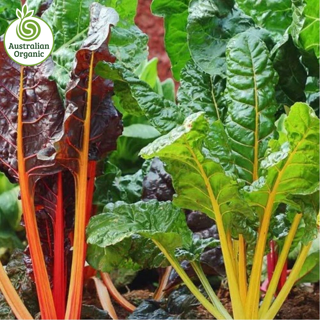 Certified Organic Silverbeet - Rainbow Chard