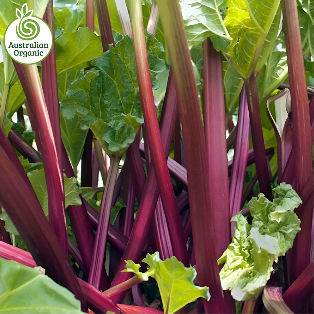 Certified Organic Rhubarb Bunch