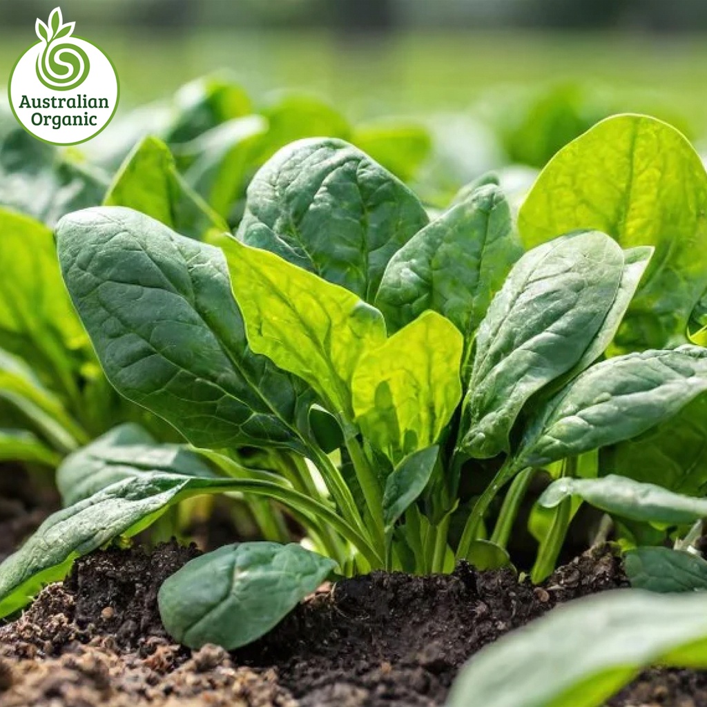 Certified Organic Spinach - Bunch