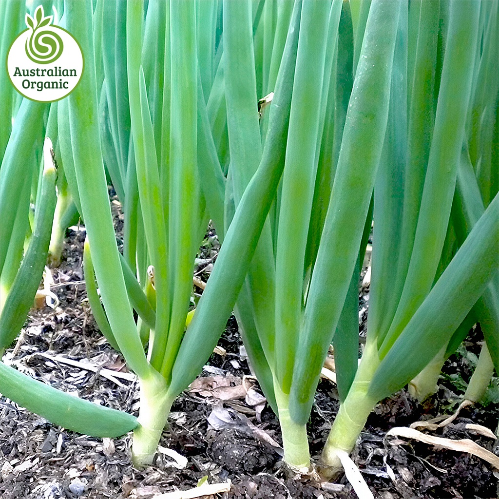 Certified Organic Onions - Spring