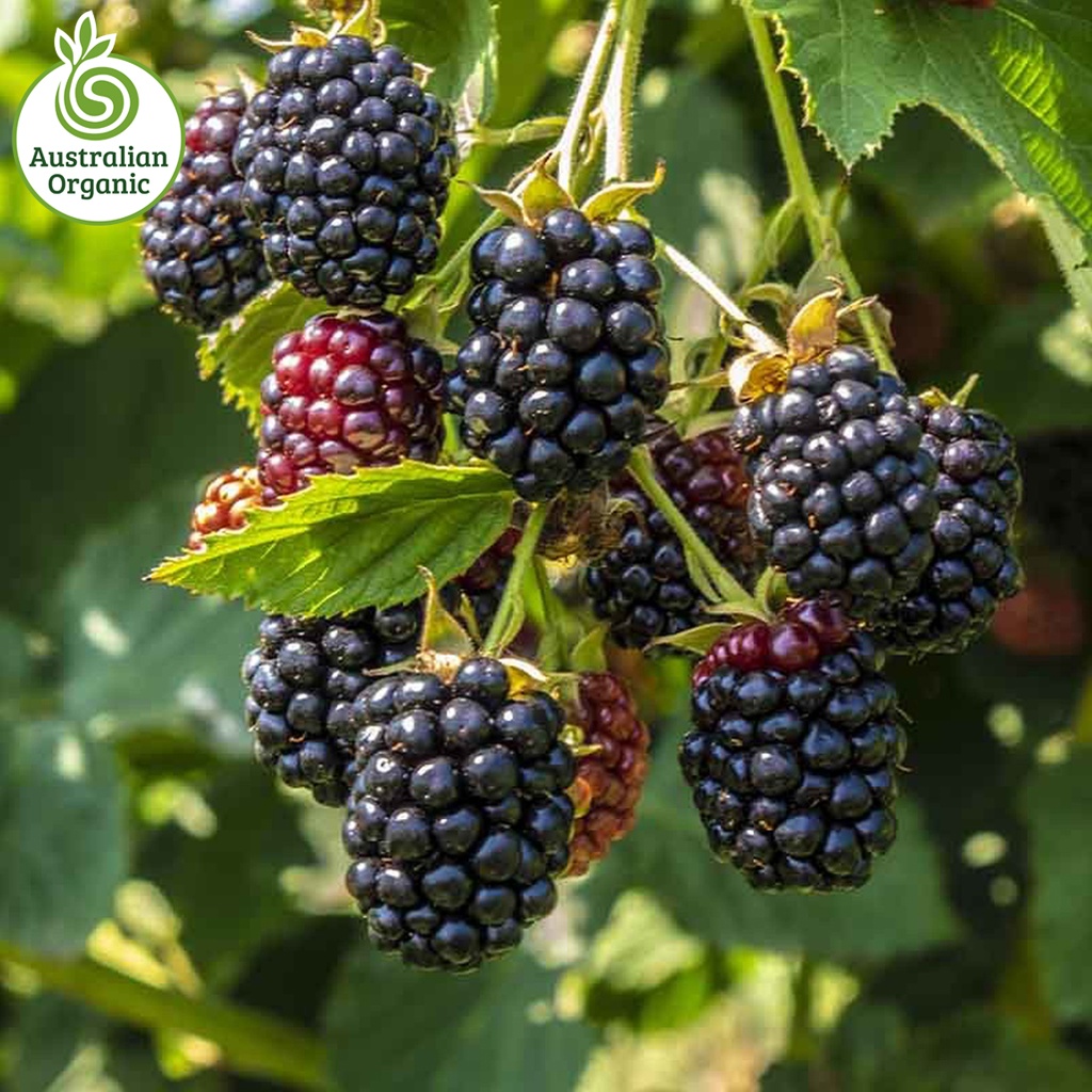 Certified Organic Berries - Blackberry Punnets