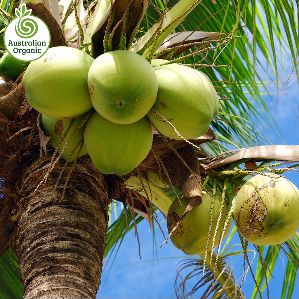 Certified Organic Drinking Coconuts (each)