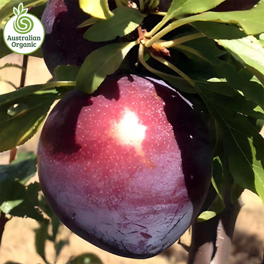 Certified Organic Plums - Queen Garnet