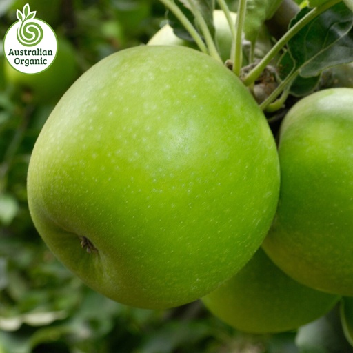 经认证的有机苹果 - Granny Smith