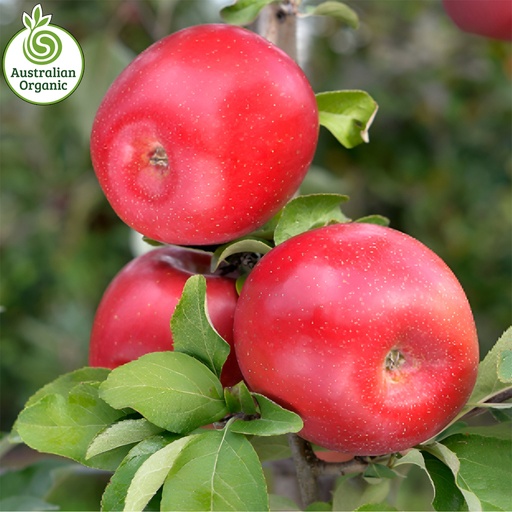 Certified Organic Apples - Red Fuji