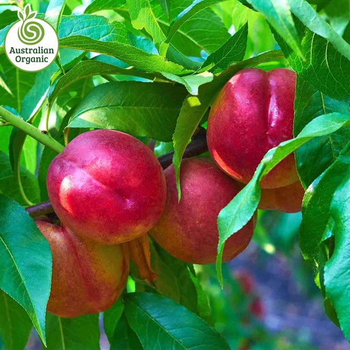 Certified Organic Nectarine - Yellow