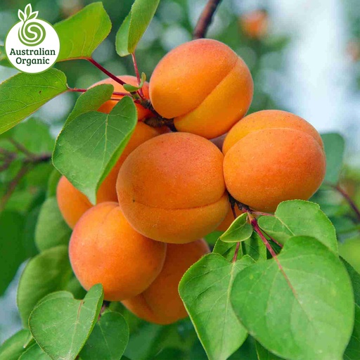 Certified Organic Apricot (Medium)