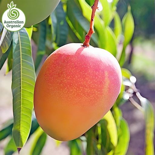 Certified Organic Mango - R2E2, Medium size
