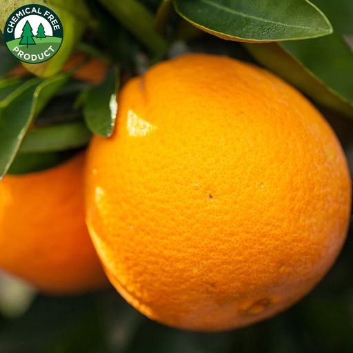 Spray-free - Navel Oranges