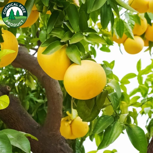 Spray-free -  Yellow Grapefruit