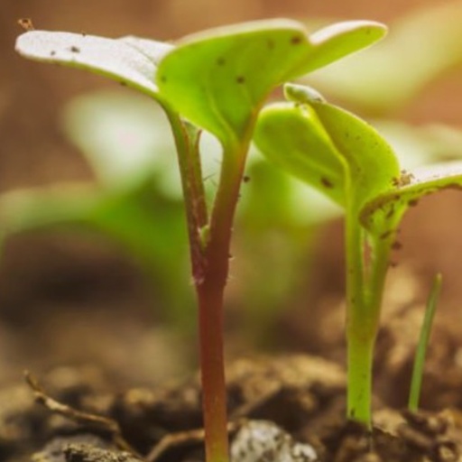 Certified Organic Live Sprout – Radish