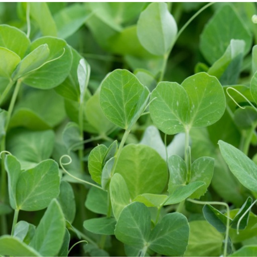 Certified Organic Live Sprout – Snow Pea 100g