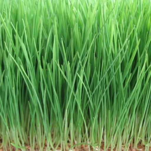 Certified Organic Live Sprout – Wheatgrass