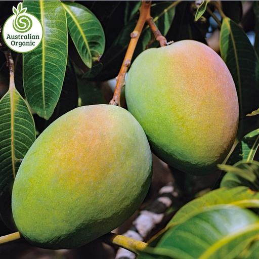 Certified Organic Mangoes - Kensington Pride, Small/Medium Size