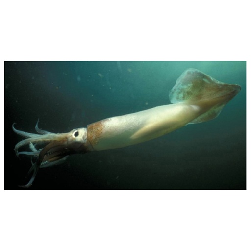 Seafood | Retail Pack - Squid (Arrow) 280g Wild Caught