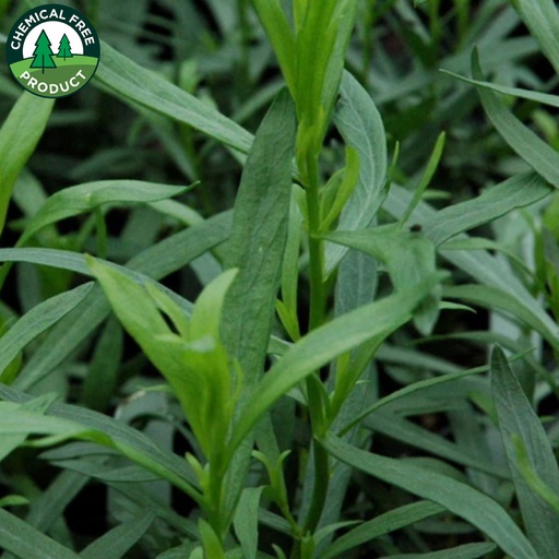 無農藥法國龍蒿（一束）(Tarragon)
