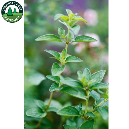 無農藥新鮮牛至葉 （一束）Oregano Leaves 