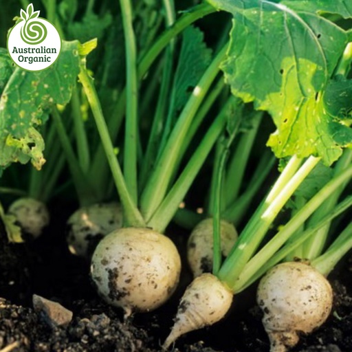 有機認證小芜菁（一束）(Turnips)
