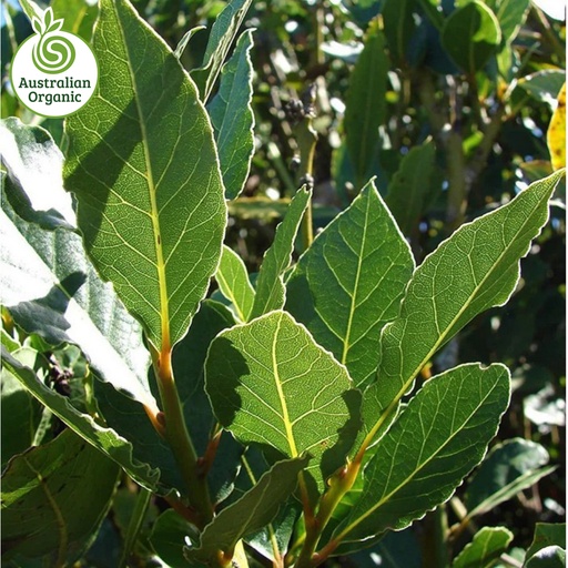 有機認證香草 – 月桂葉 10g 裝 (Bay Leaves)