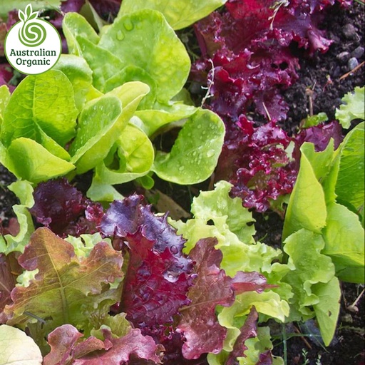 Certified Organic Salad - Mix Leaves Loose