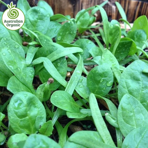 Certified Organic Salad - Spinach Leaves Baby Loose