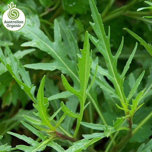 Certified Organic Salad - Wild Rocket Leaves Loose