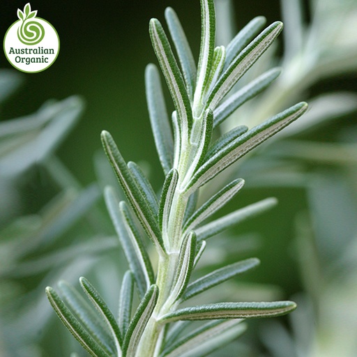 Certified Organic Herbs - Rosemary Bunch