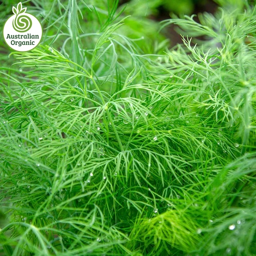 Certified Organic Herbs - Dill Bunch