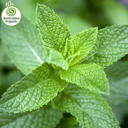 Certified Organic Herbs - Mint Bunch