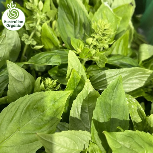 Certified Organic Herbs - Basil Bunch