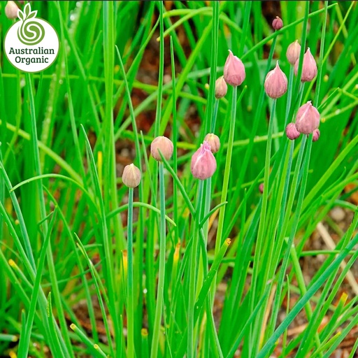 Certified Organic Herbs - Chives