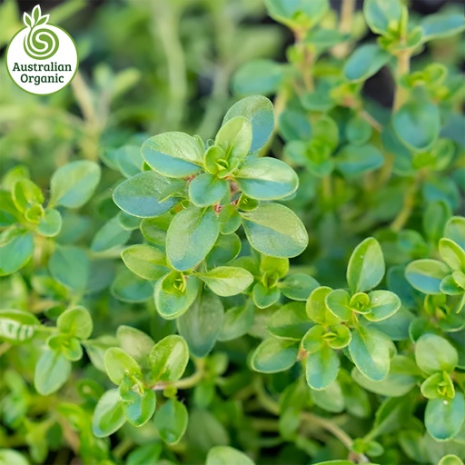 Certified Organic Herbs - Thyme Bunch