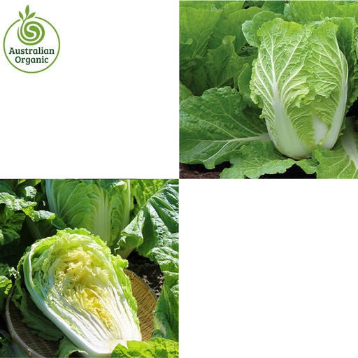 Certified Organic Cabbage - Wombok (Chinese Cabbage) Green
