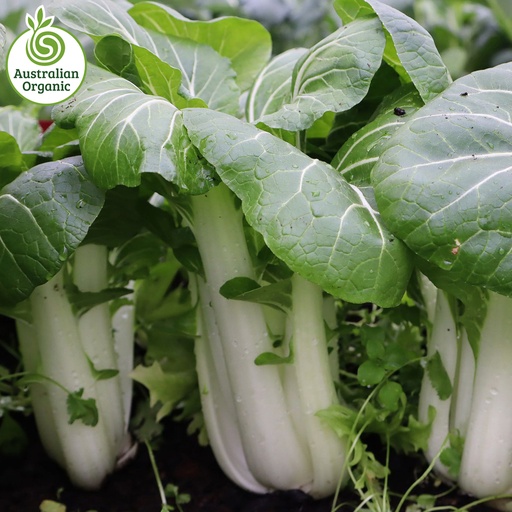 Certified Organic Asian Greens - Bok Choy