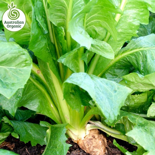 Certified Organic Lettuce - Chickory