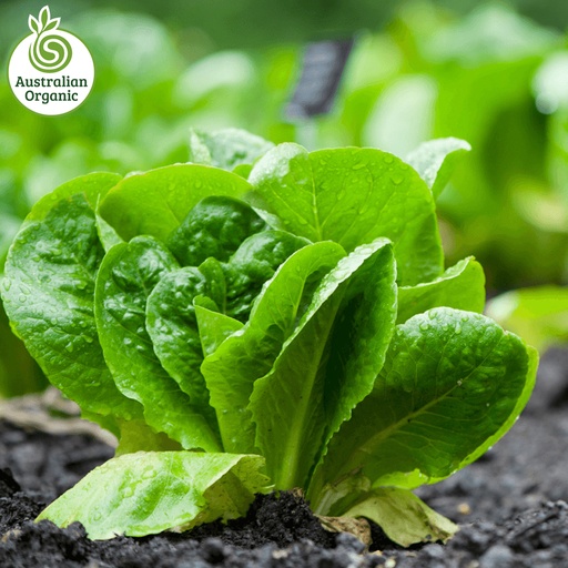 Certified Organic Lettuce - Cos Baby