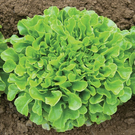 Certified Organic Lettuce - Fancy Green